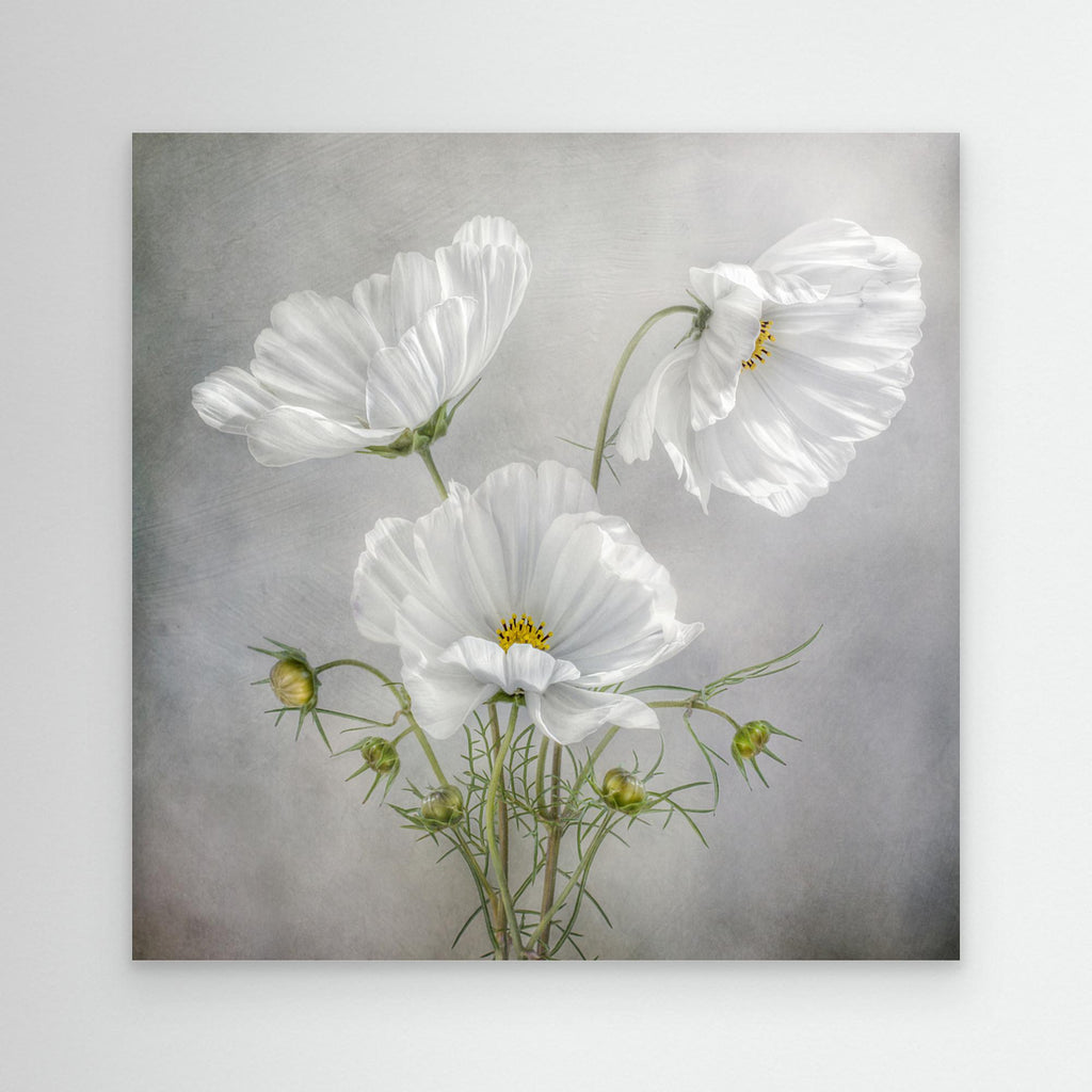 Hallway Wall Art – White Cosmos Floral Canvas Print - Framed Pop Art