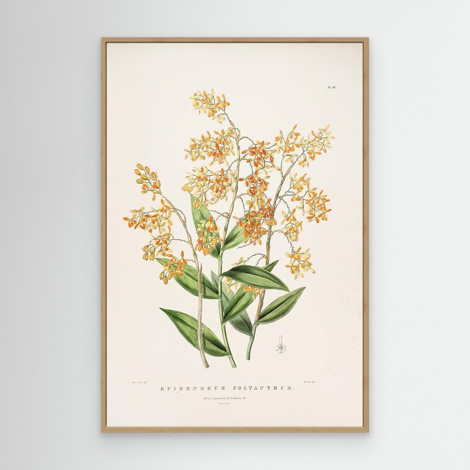 Vintage Botanical Orchid Print | Period Home Wall Art - Framed Pop Art