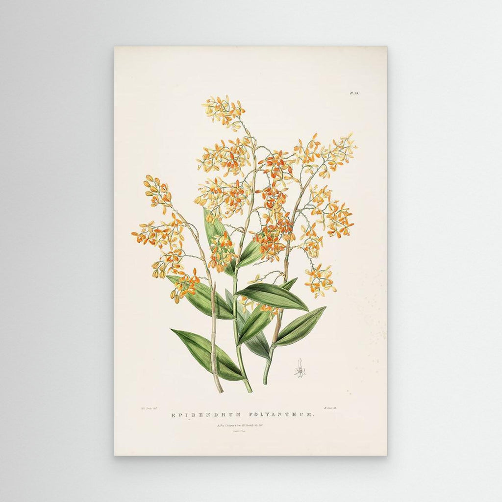 Vintage Botanical Orchid Print | Period Home Wall Art - Framed Pop Art