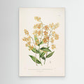 Vintage Botanical Orchid Print | Period Home Wall Art - Framed Pop Art