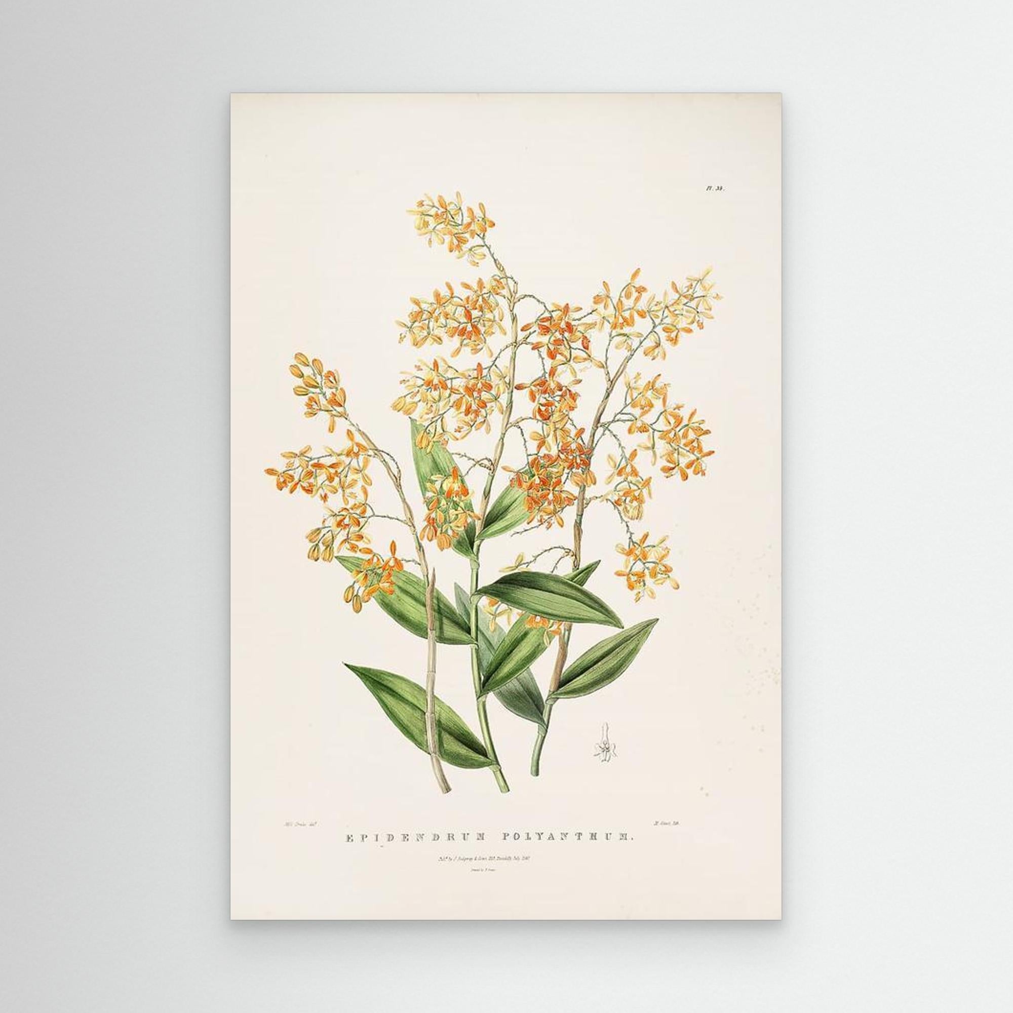 Vintage Botanical Orchid Print | Period Home Wall Art - Framed Pop Art