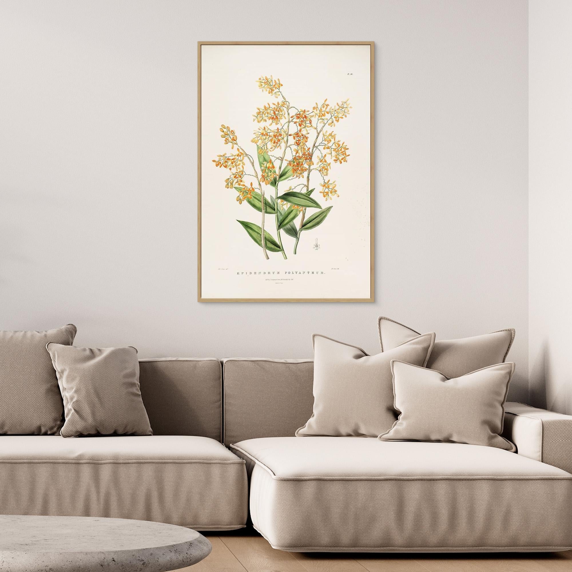 Vintage Botanical Orchid Print | Period Home Wall Art - Framed Pop Art