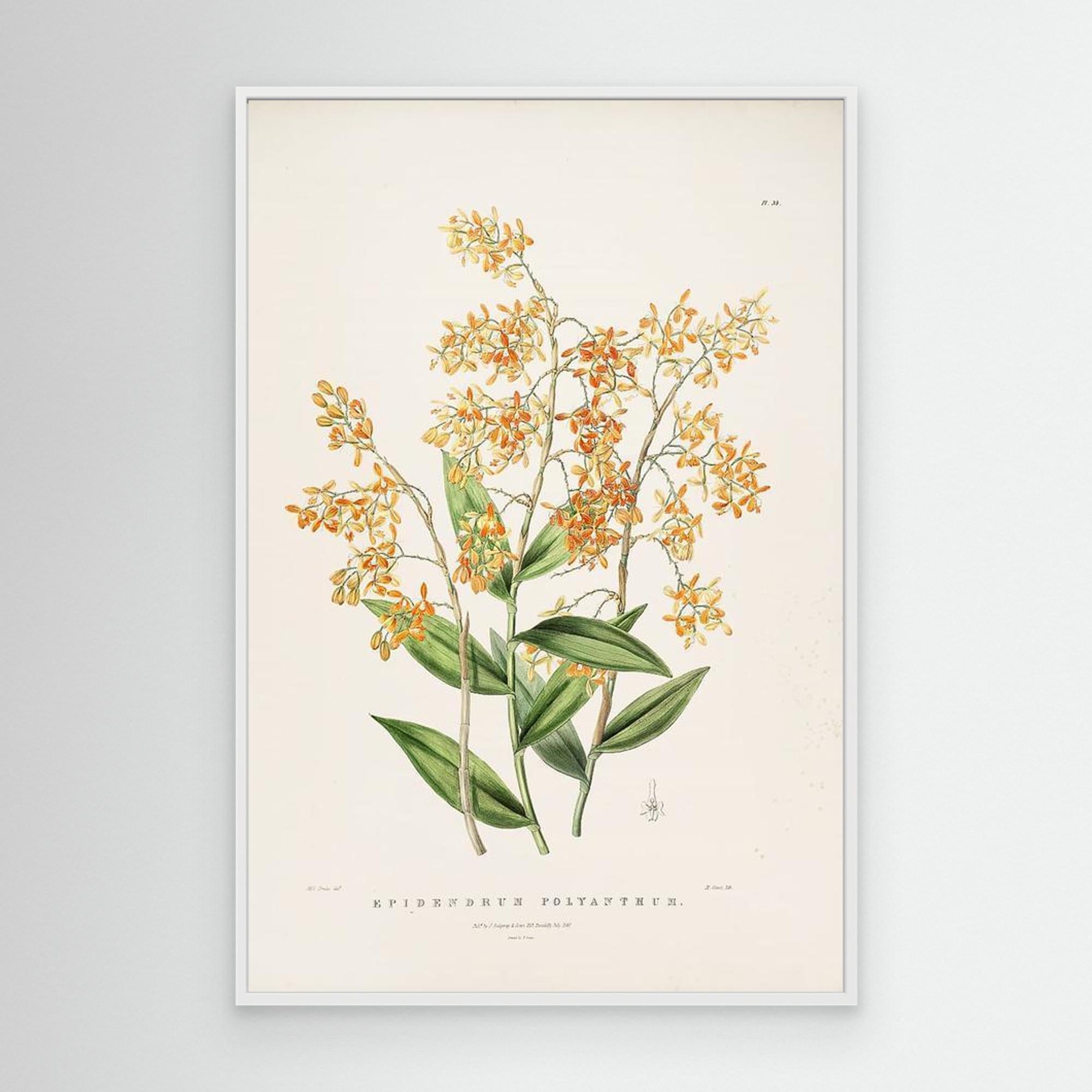 Vintage Botanical Orchid Print | Period Home Wall Art - Framed Pop Art