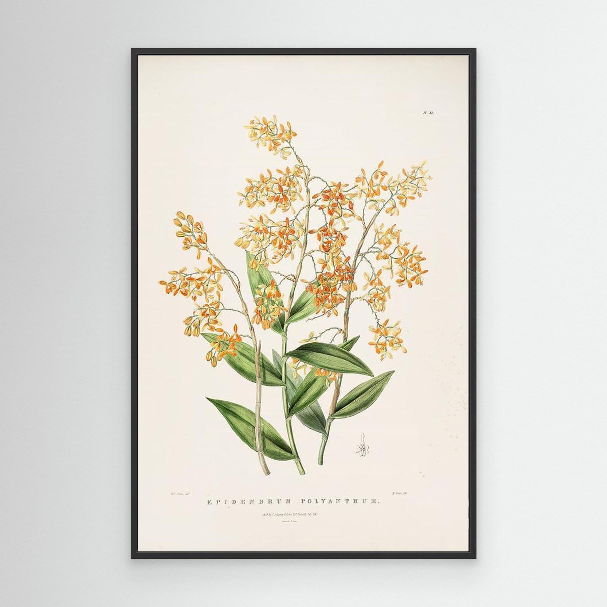 Vintage Botanical Orchid Print | Period Home Wall Art - Framed Pop Art