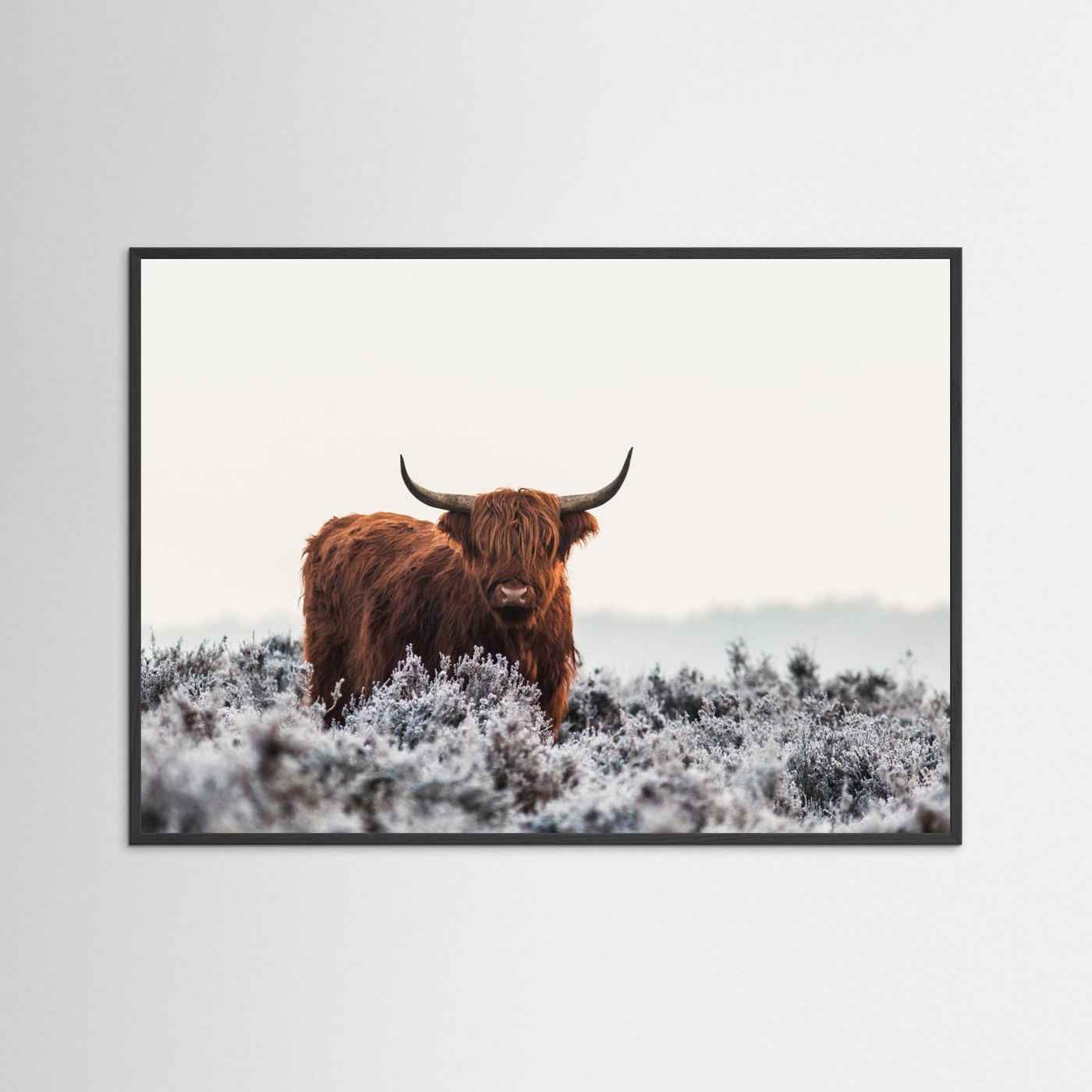Highland cow framed fine art print