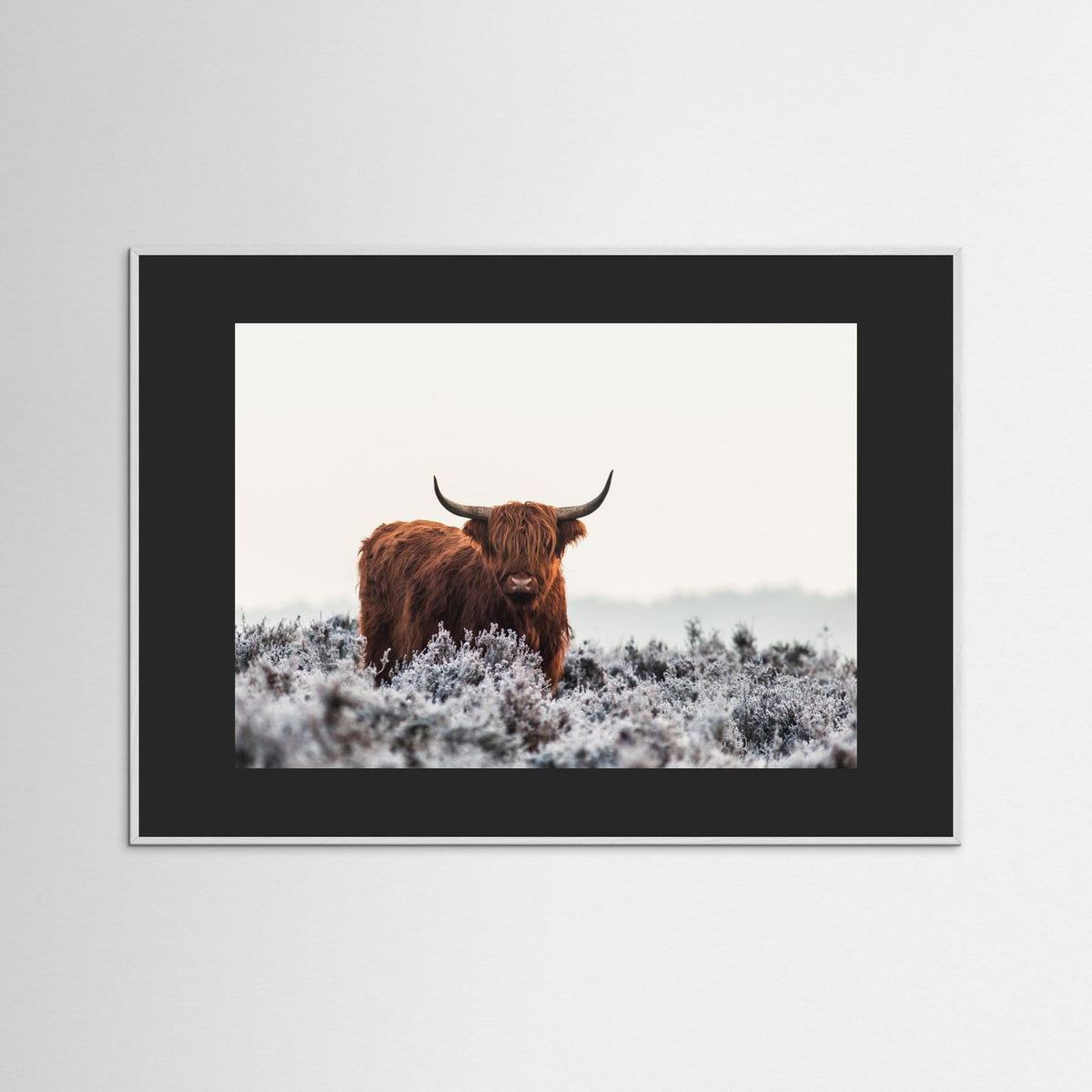 Highland cow framed fine art print