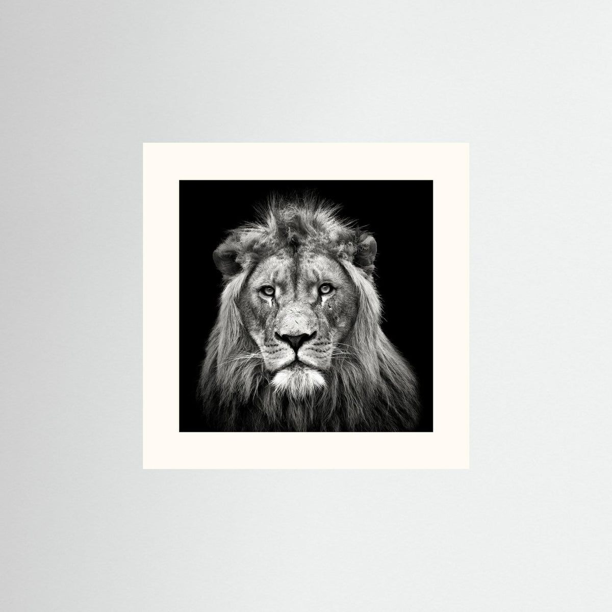 Young Male Lion Portrait Black & White Photographic Framed Fine Art Print