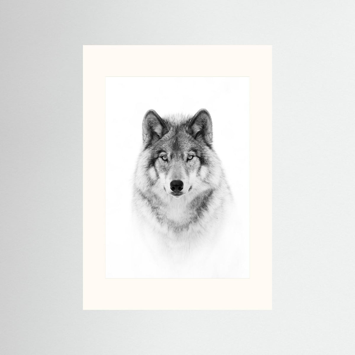 Timber Wolf Portrait Black & White Photographic Framed Fine Art Print