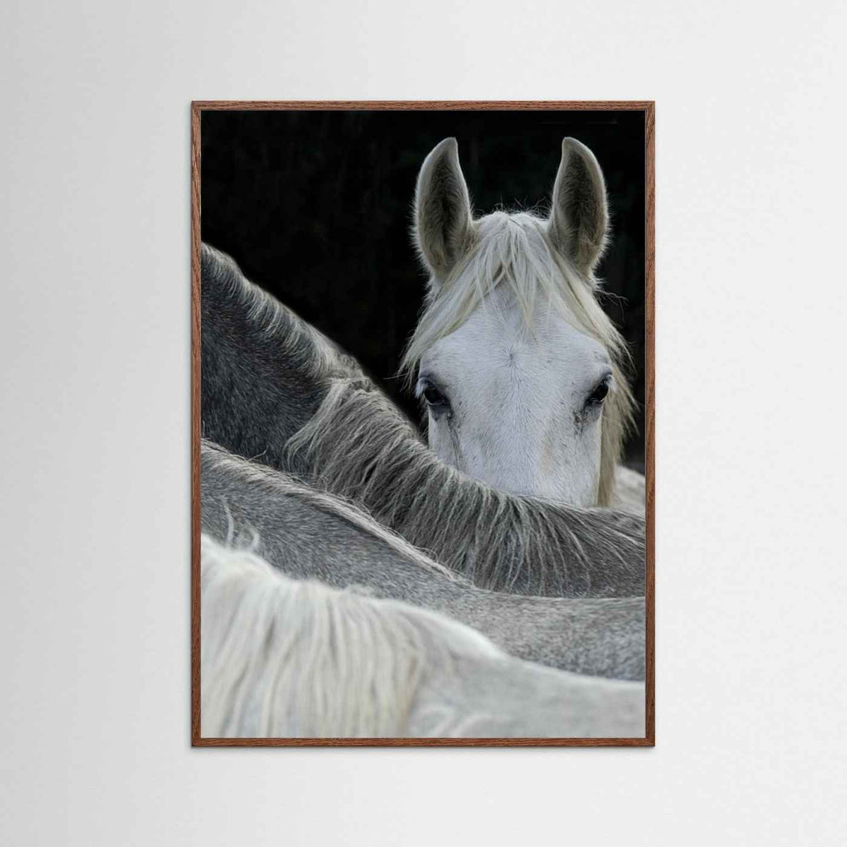 Look White Horse Portrait Photographic Framed Fine Art Print