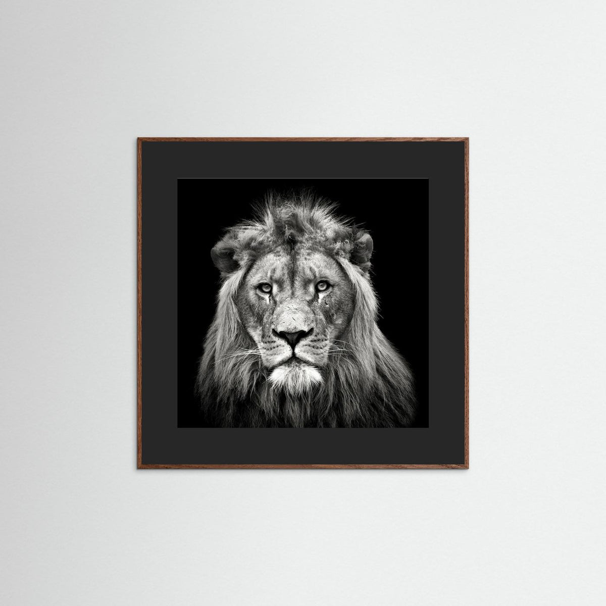 Young Male Lion Portrait Black & White Photographic Framed Fine Art Print
