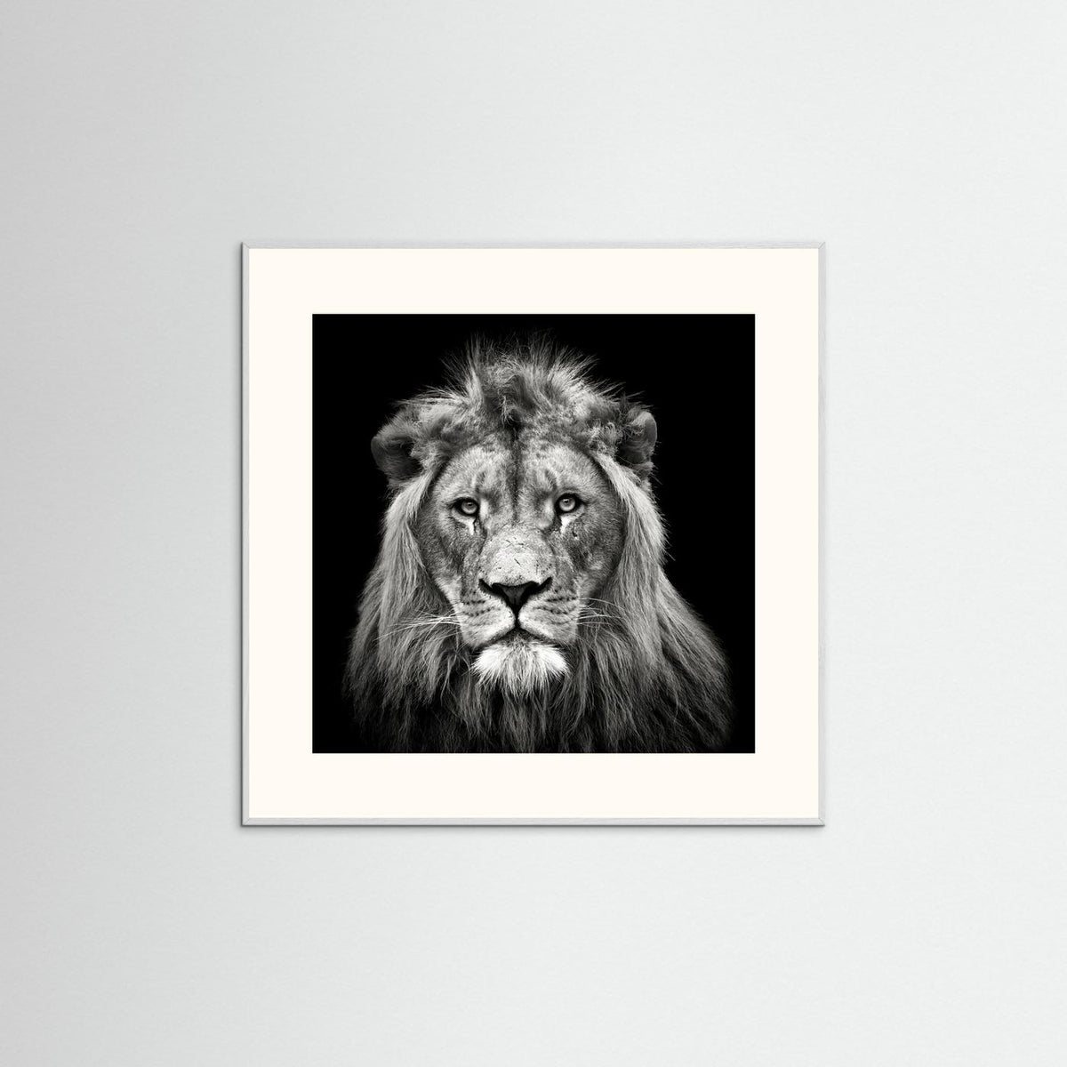 Young Male Lion Portrait Black & White Photographic Framed Fine Art Print