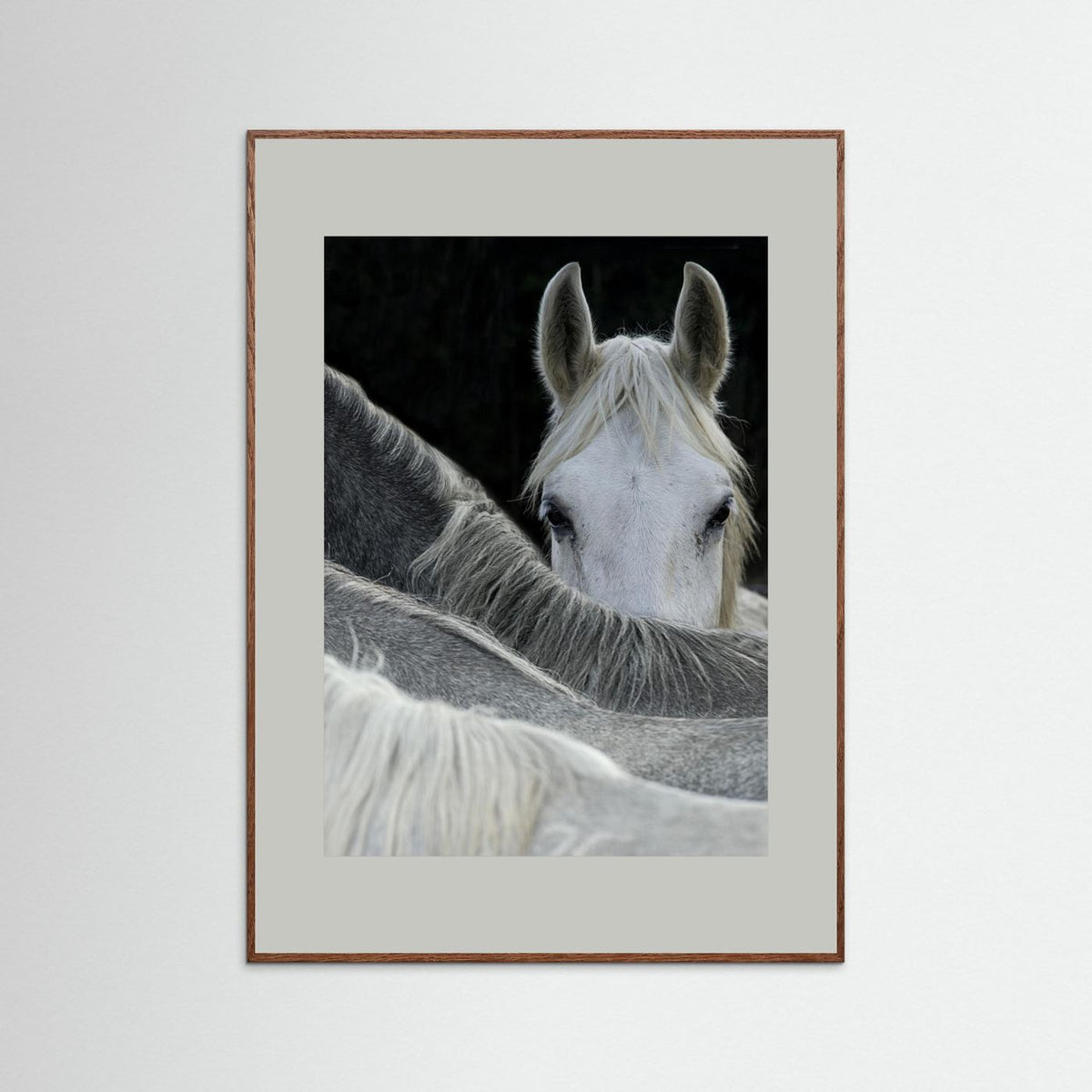 Look White Horse Portrait Photographic Framed Fine Art Print