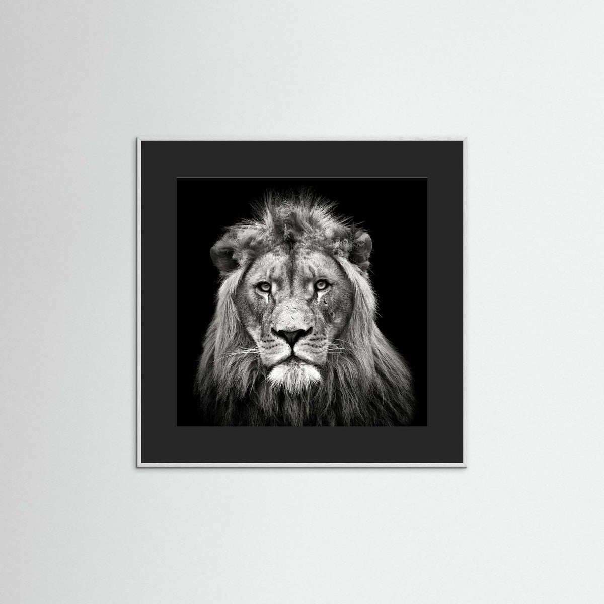 Young Male Lion Portrait Black & White Photographic Framed Fine Art Print