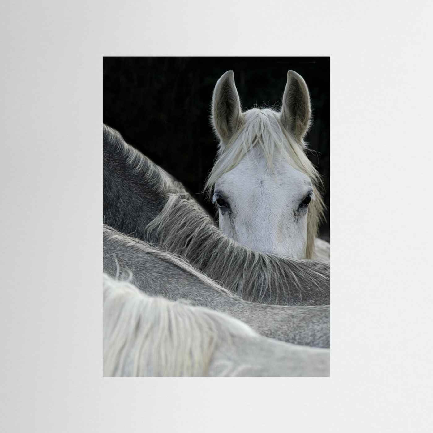 Look White Horse Portrait Photographic Framed Fine Art Print
