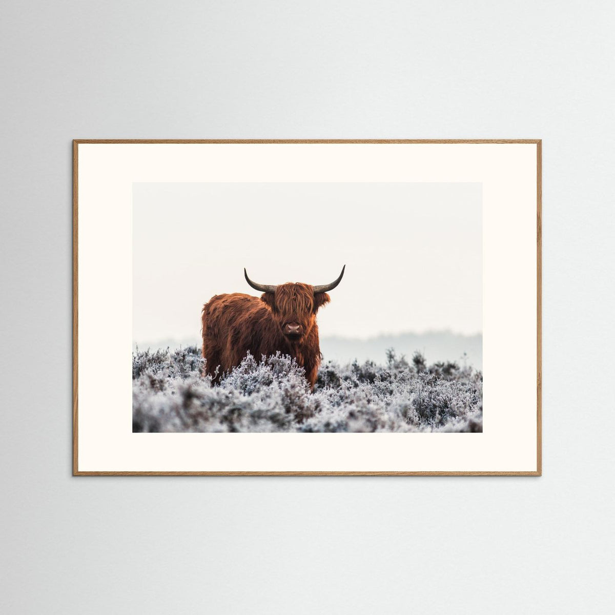 Highland cow framed fine art print