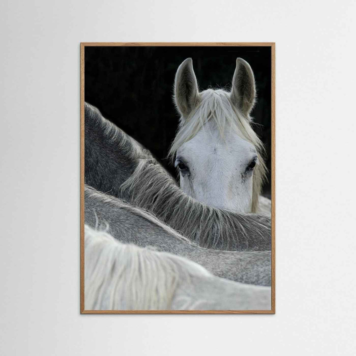 Look White Horse Portrait Photographic Framed Fine Art Print