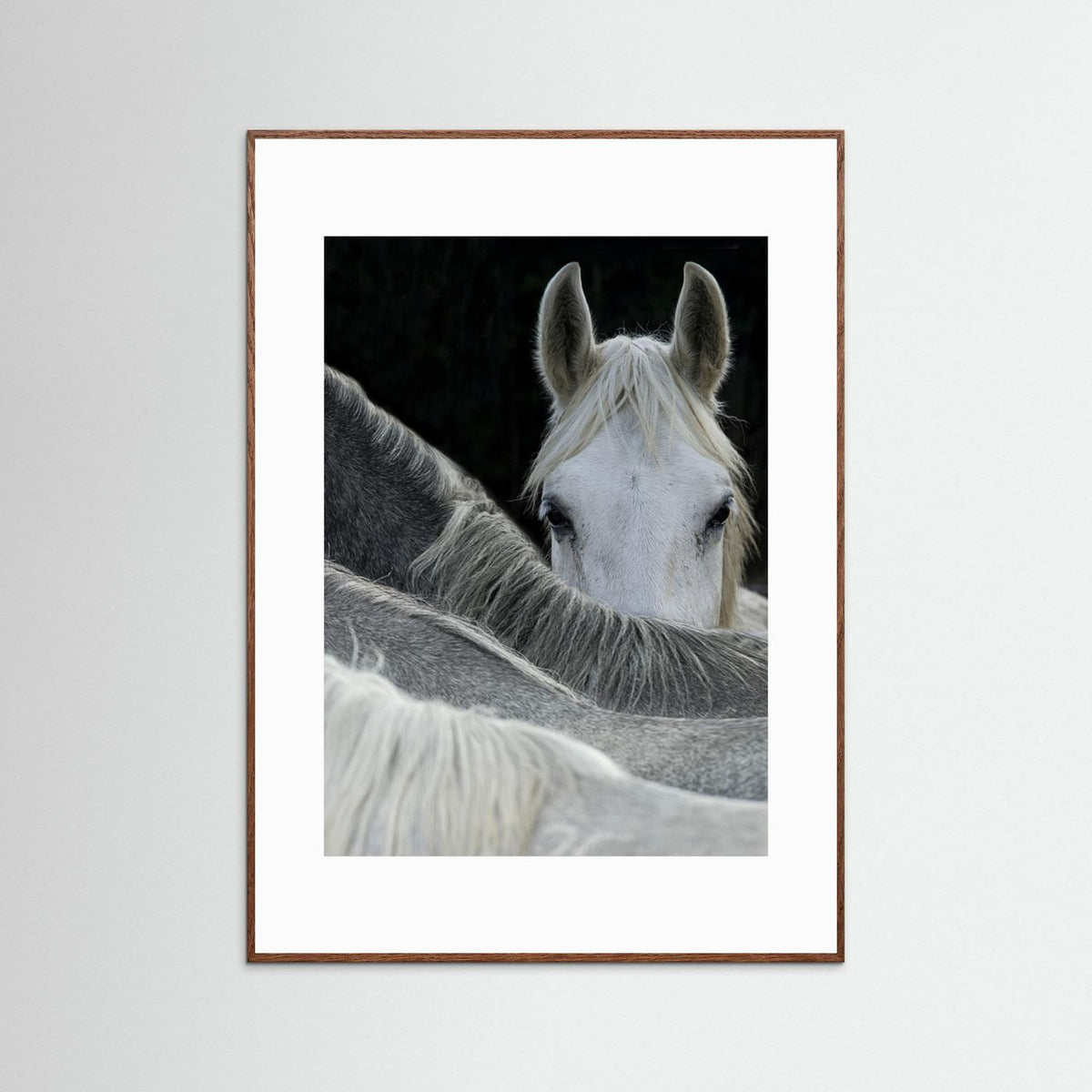 Look White Horse Portrait Photographic Framed Fine Art Print
