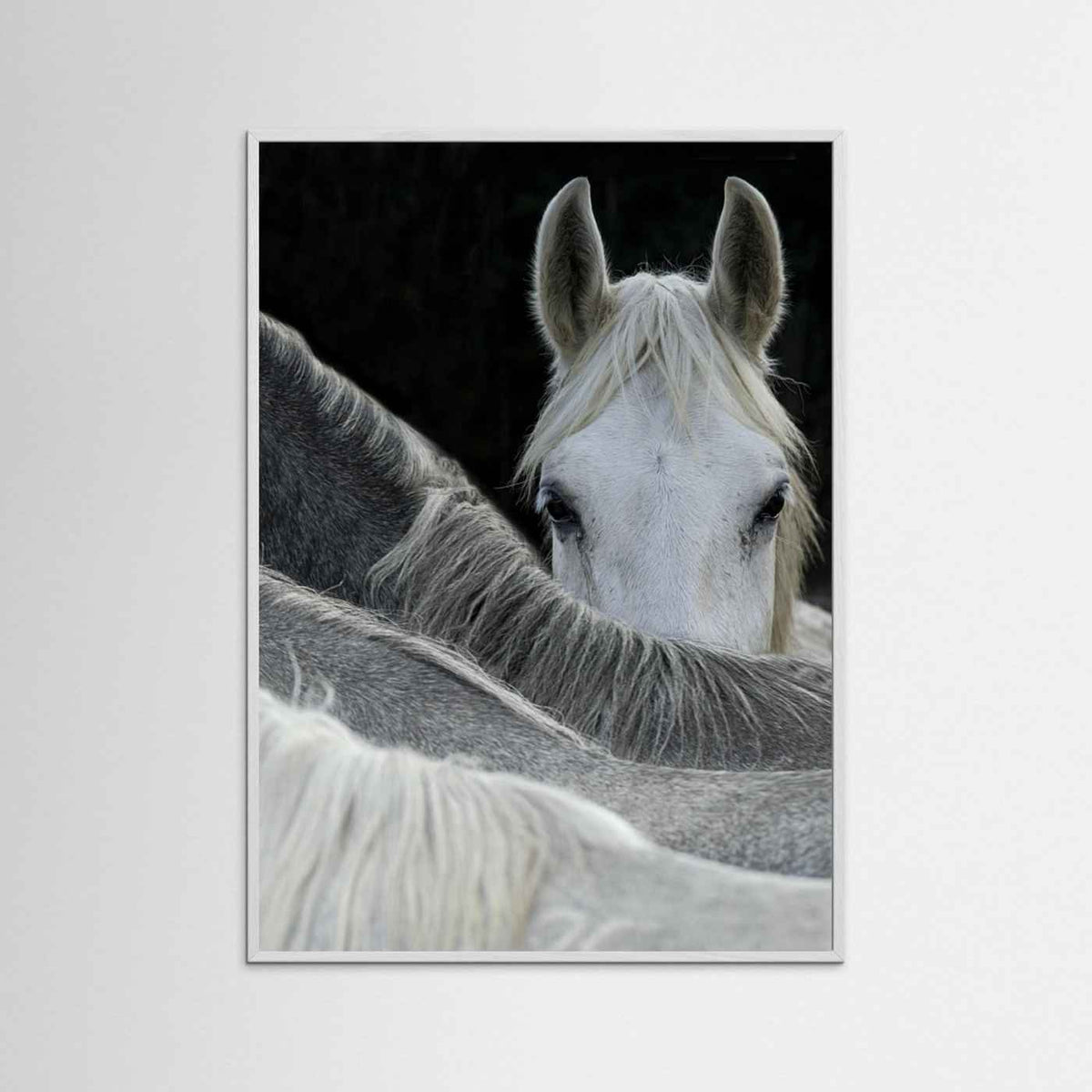 Look White Horse Portrait Photographic Framed Fine Art Print