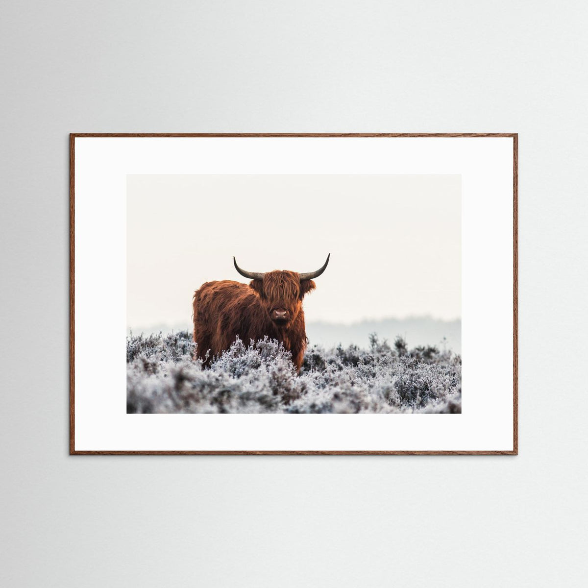 Highland cow framed fine art print