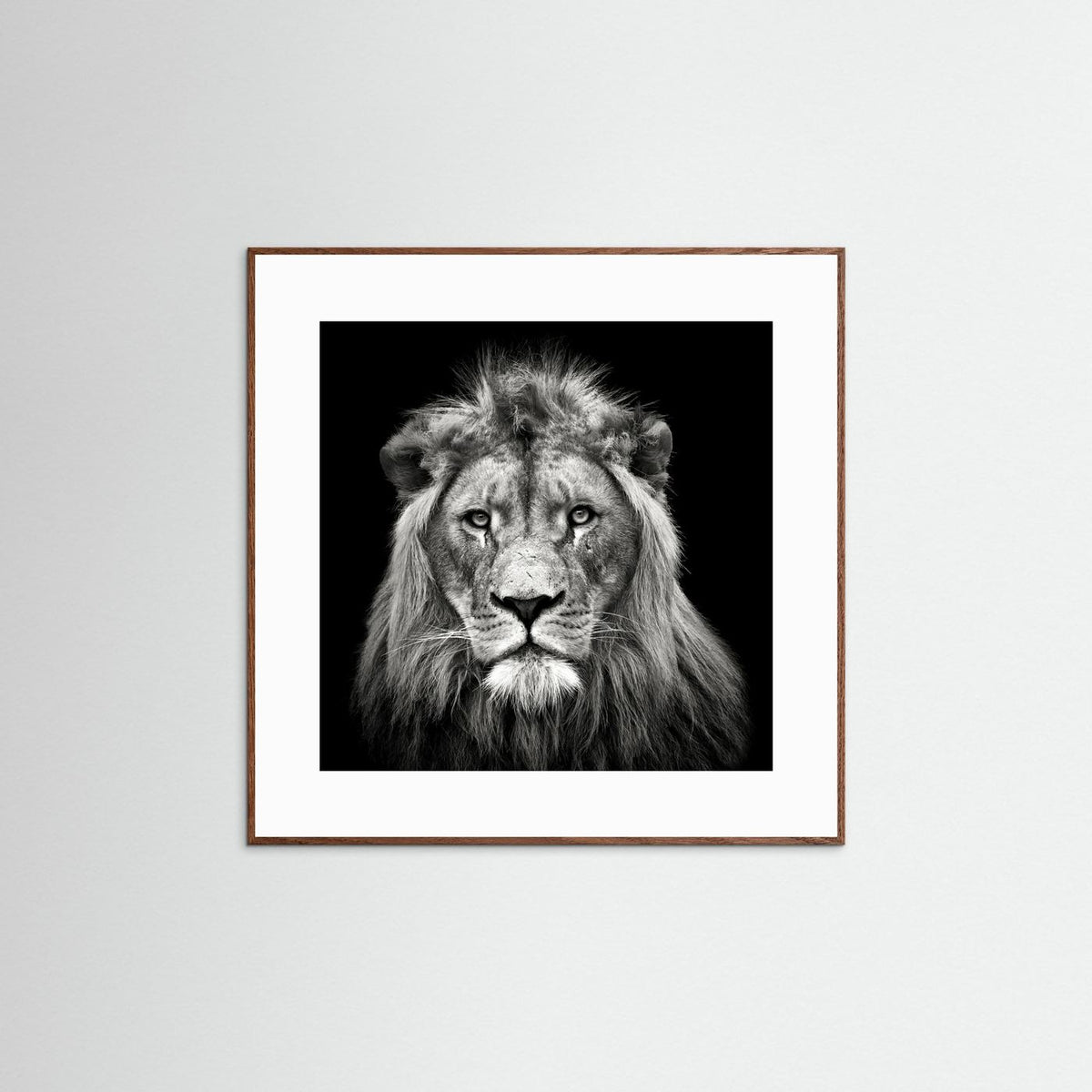 Young Male Lion Portrait Black & White Photographic Framed Fine Art Print