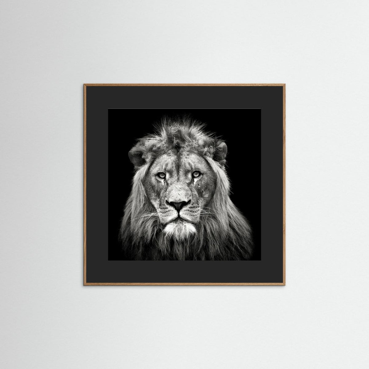 Young Male Lion Portrait Black & White Photographic Framed Fine Art Print