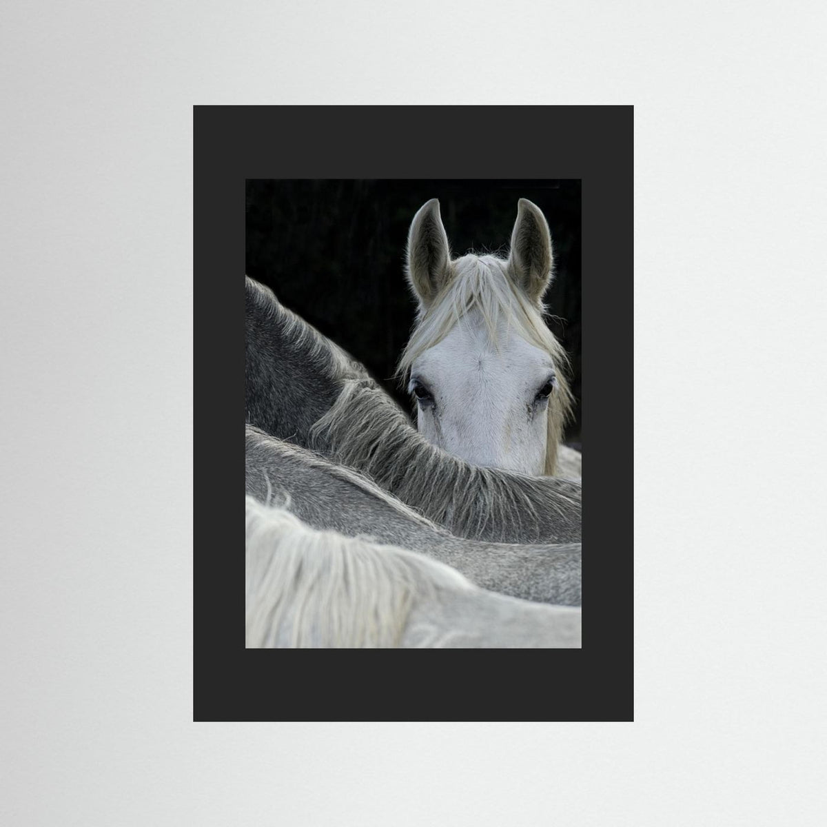 Look White Horse Portrait Photographic Framed Fine Art Print