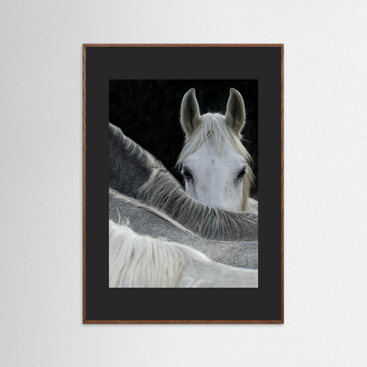Look White Horse Portrait Photographic Framed Fine Art Print