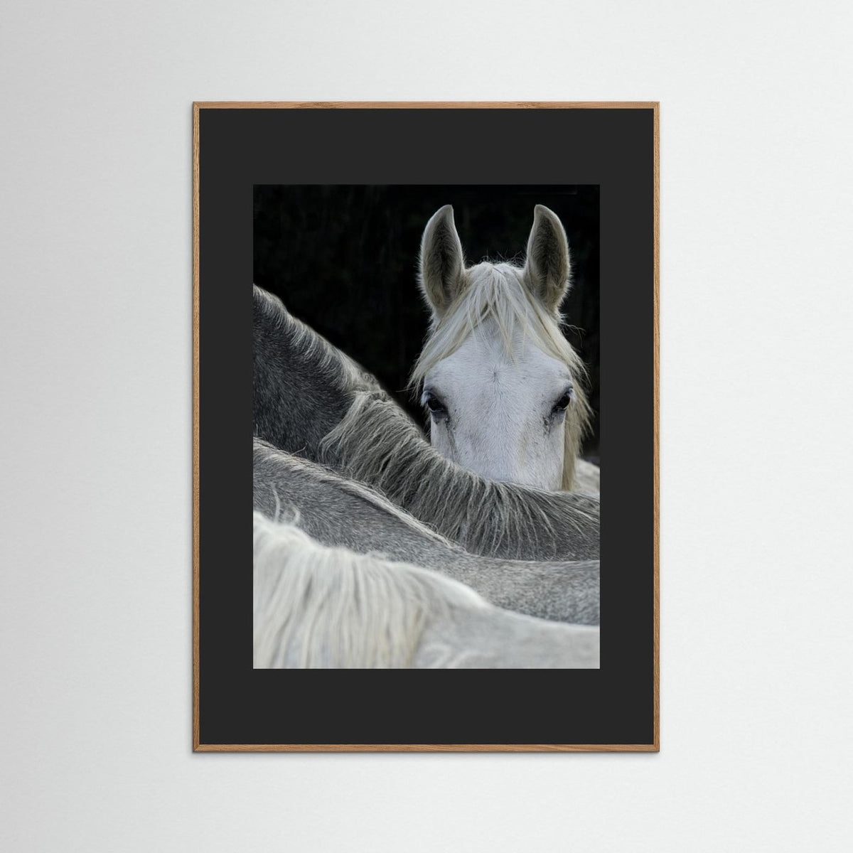 Look White Horse Portrait Photographic Framed Fine Art Print