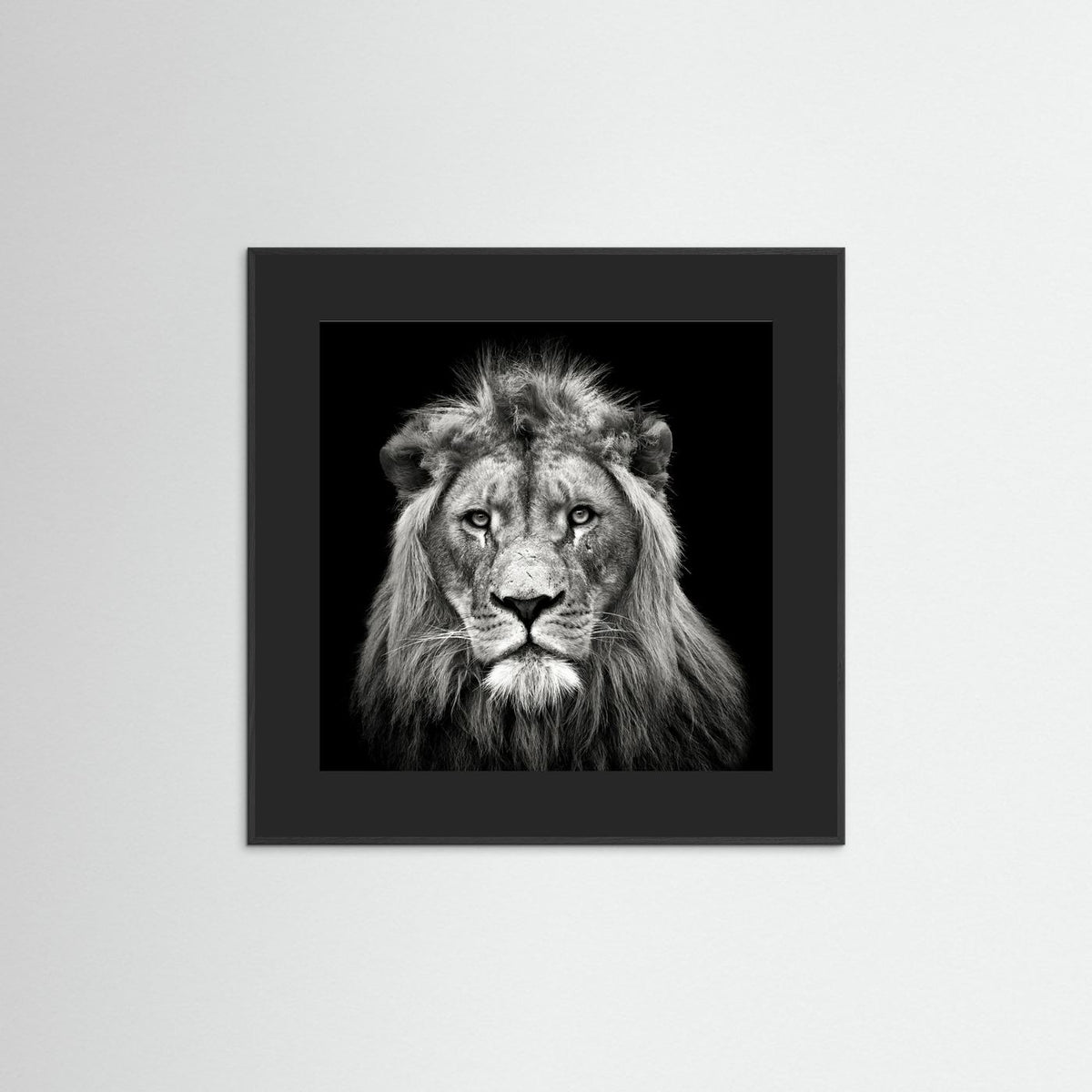 Young Male Lion Portrait Black & White Photographic Framed Fine Art Print