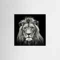 Young Male Lion Portrait Black & White Photographic Framed Fine Art Print