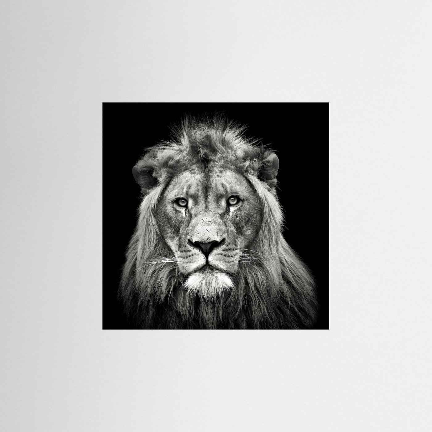 Young Male Lion Portrait Black & White Photographic Framed Fine Art Print