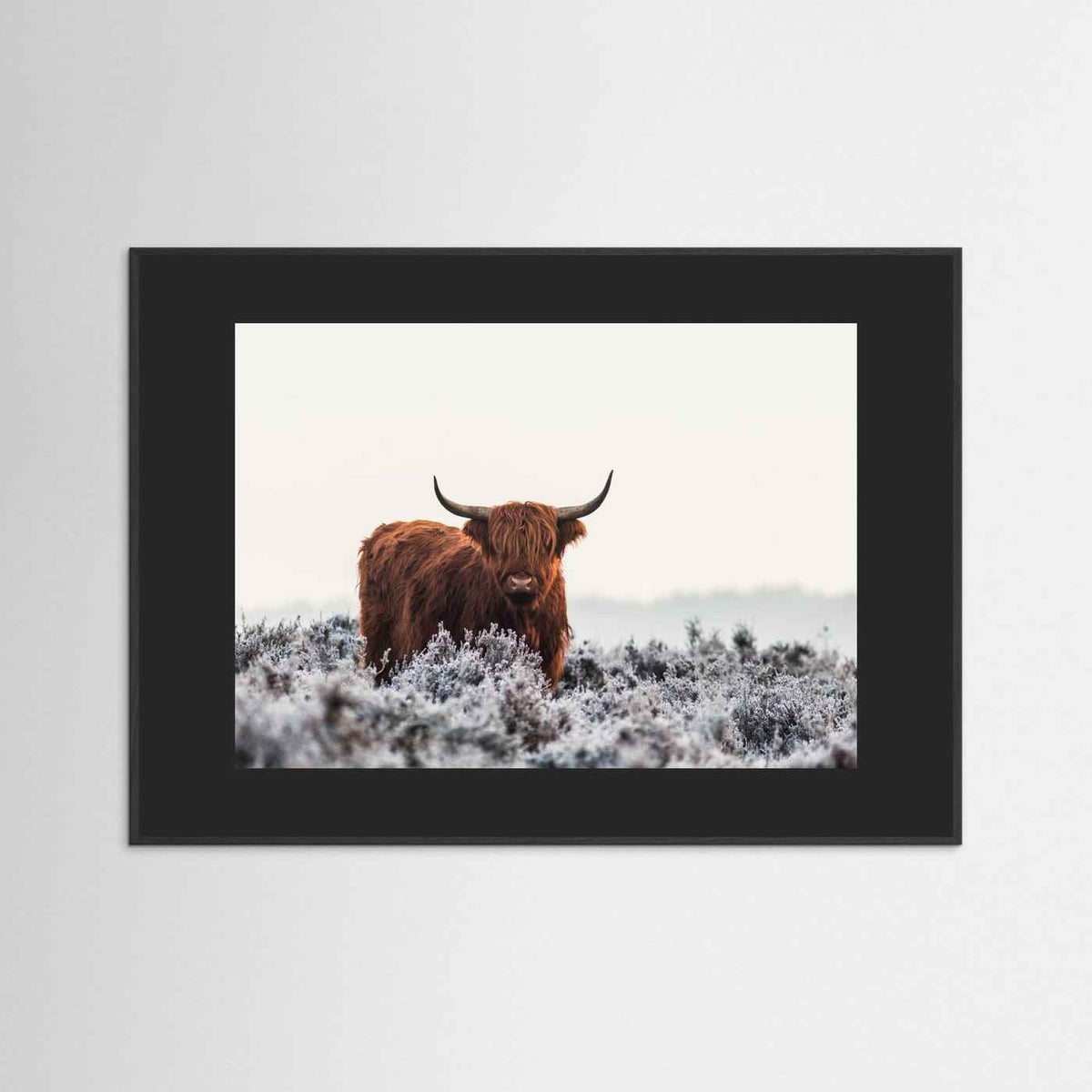 Highland cow framed fine art print