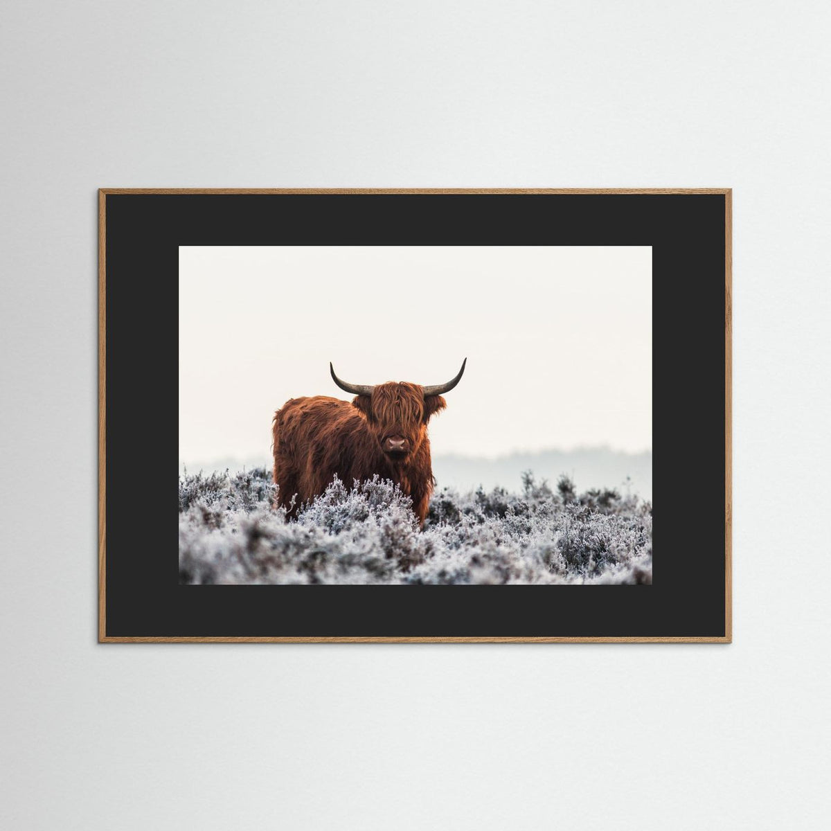 Highland cow framed fine art print