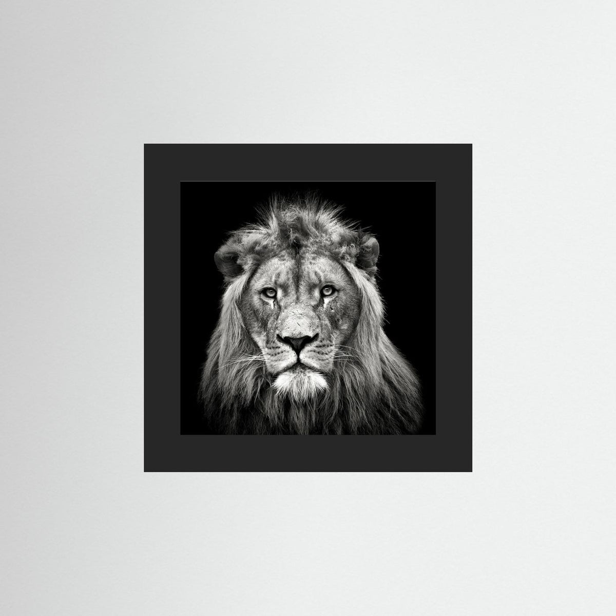 Young Male Lion Portrait Black & White Photographic Framed Fine Art Print