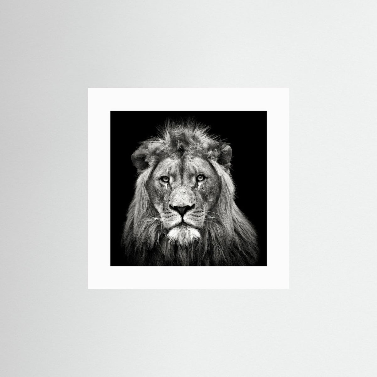 Young Male Lion Portrait Black & White Photographic Framed Fine Art Print