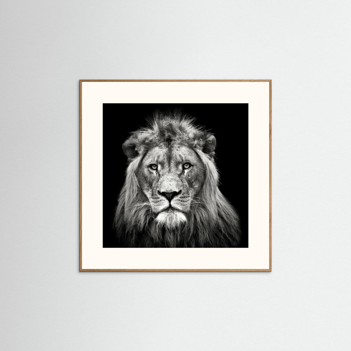 Young Male Lion Portrait Black & White Photographic Framed Fine Art Print