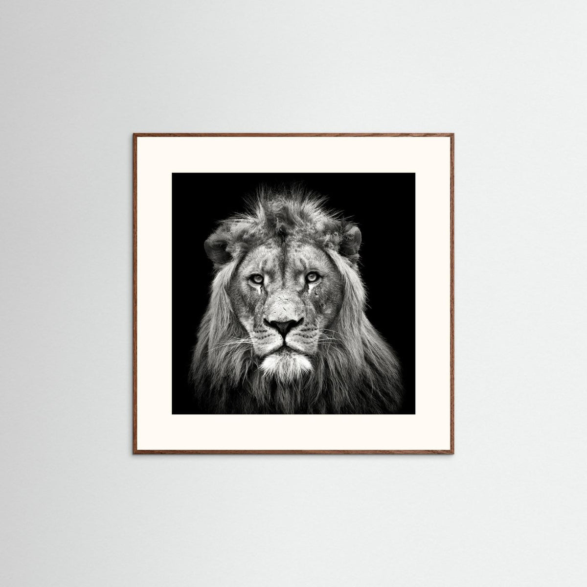 Young Male Lion Portrait Black & White Photographic Framed Fine Art Print