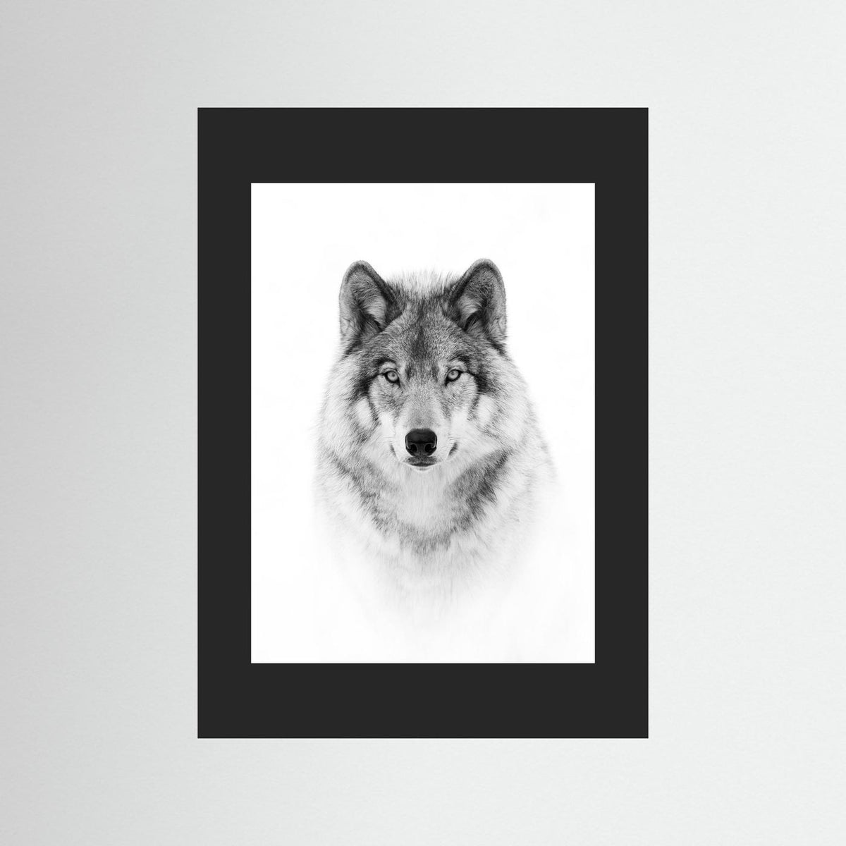 Timber Wolf Portrait Black & White Photographic Framed Fine Art Print