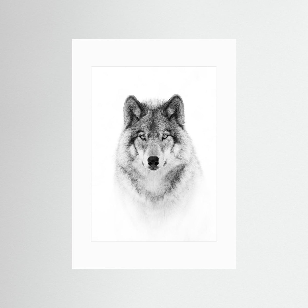 Timber Wolf Portrait Black & White Photographic Framed Fine Art Print