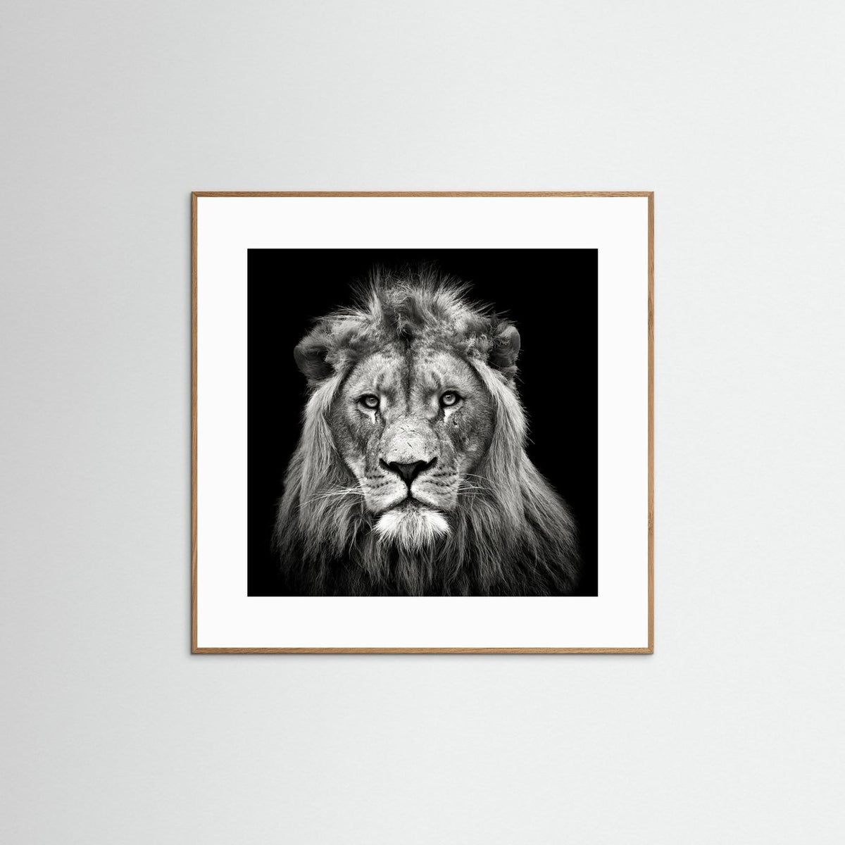 Young Male Lion Portrait Black & White Photographic Framed Fine Art Print