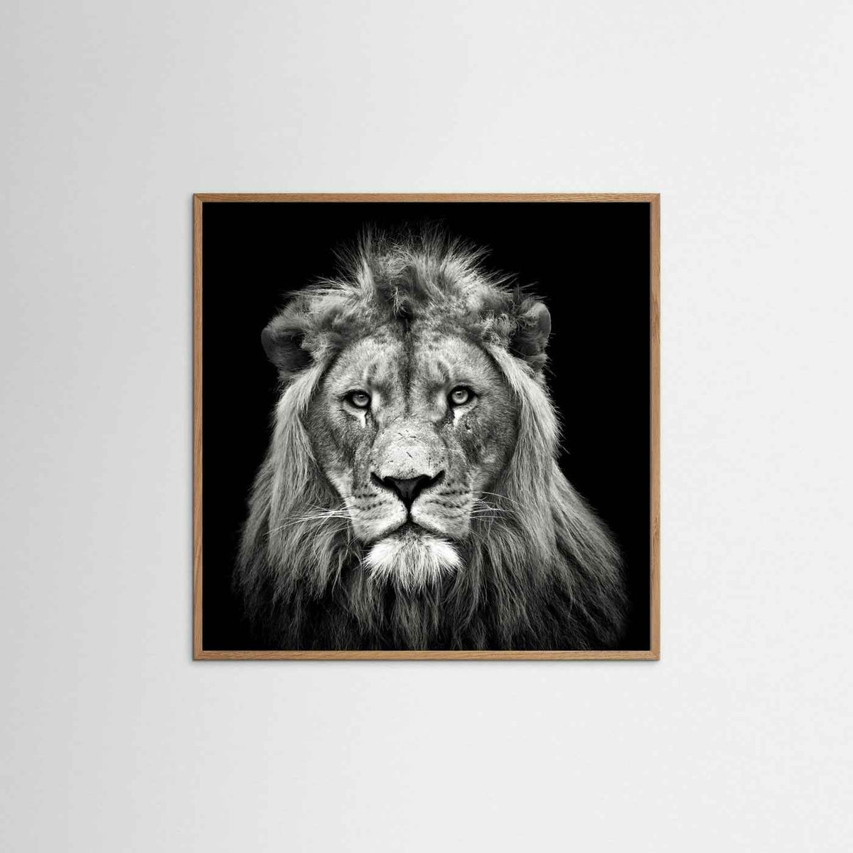 Young Male Lion Portrait Black & White Photographic Framed Fine Art Print