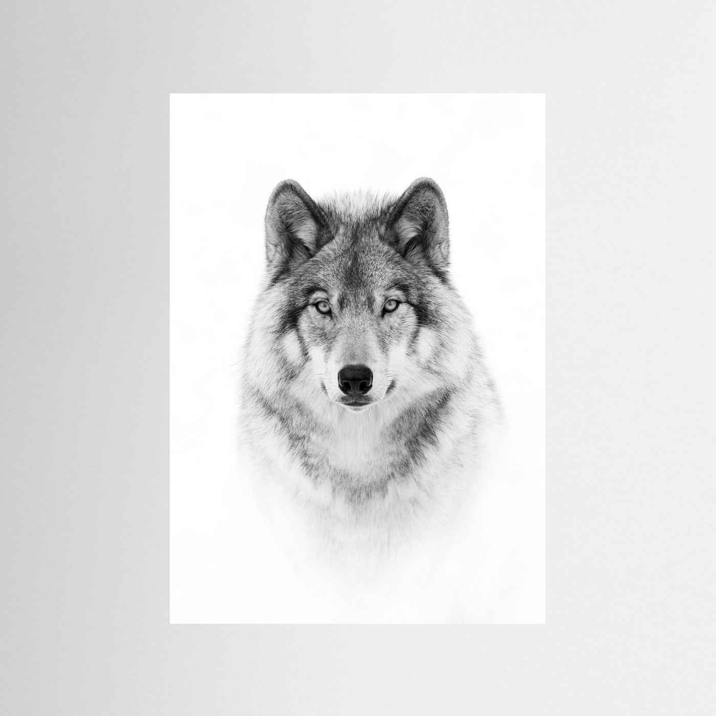 Timber Wolf Portrait Black & White Photographic Framed Fine Art Print