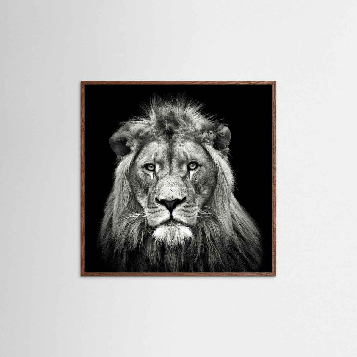 Young Male Lion Portrait Black & White Photographic Framed Fine Art Print