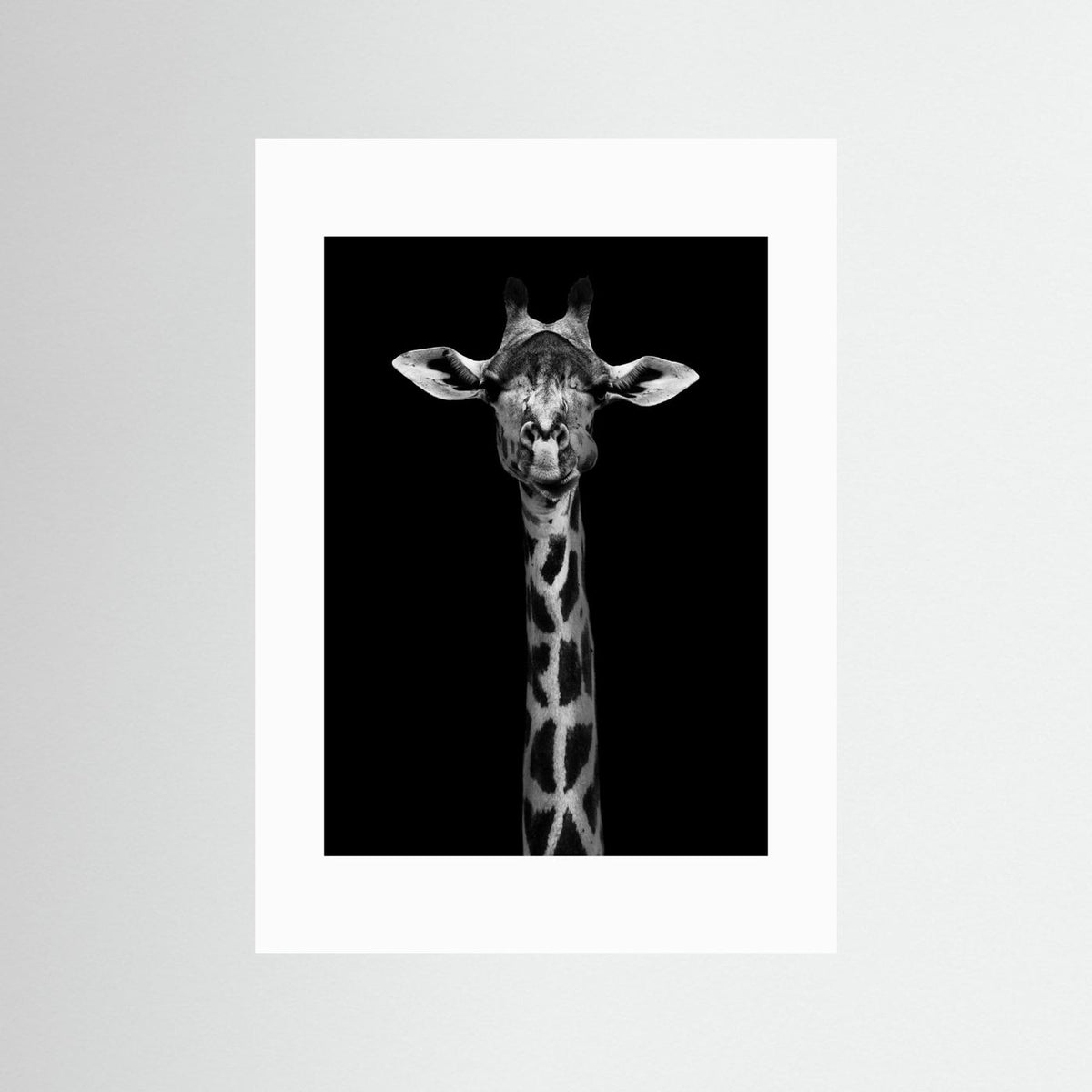 Giraffe Portrait Black & White Photographic Framed Fine Art Print