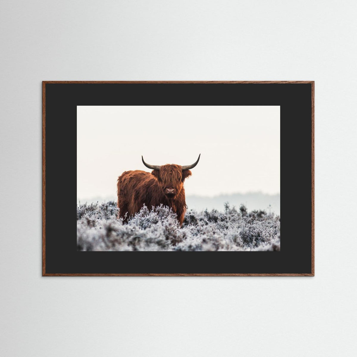 Highland cow framed fine art print