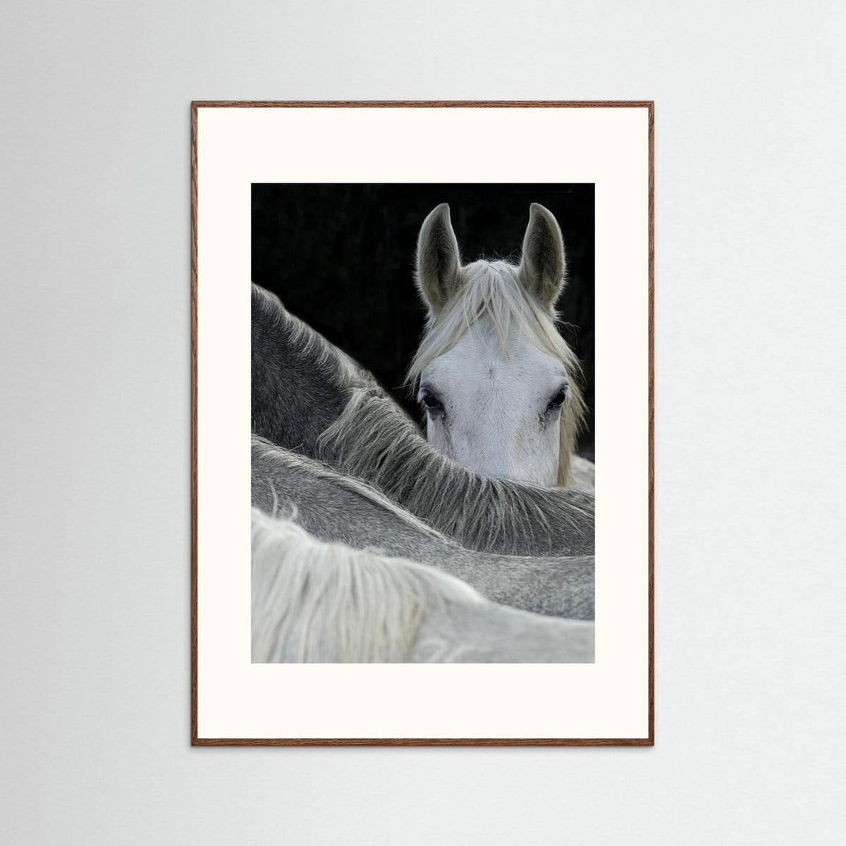 Look White Horse Portrait Photographic Framed Fine Art Print