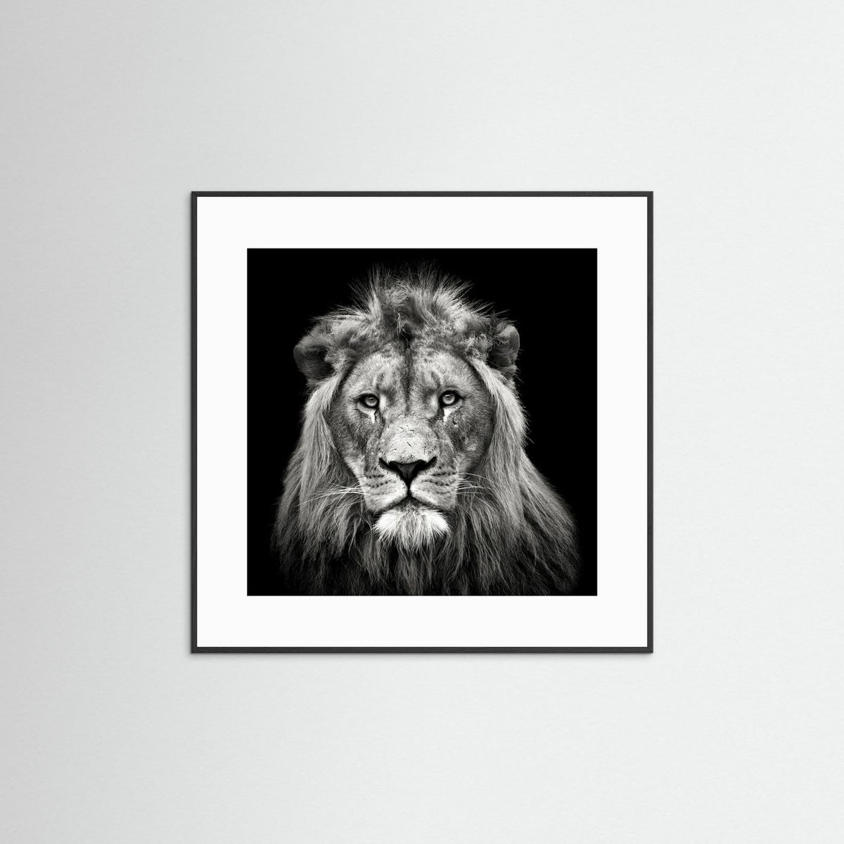 Young Male Lion Portrait Black & White Photographic Framed Fine Art Print