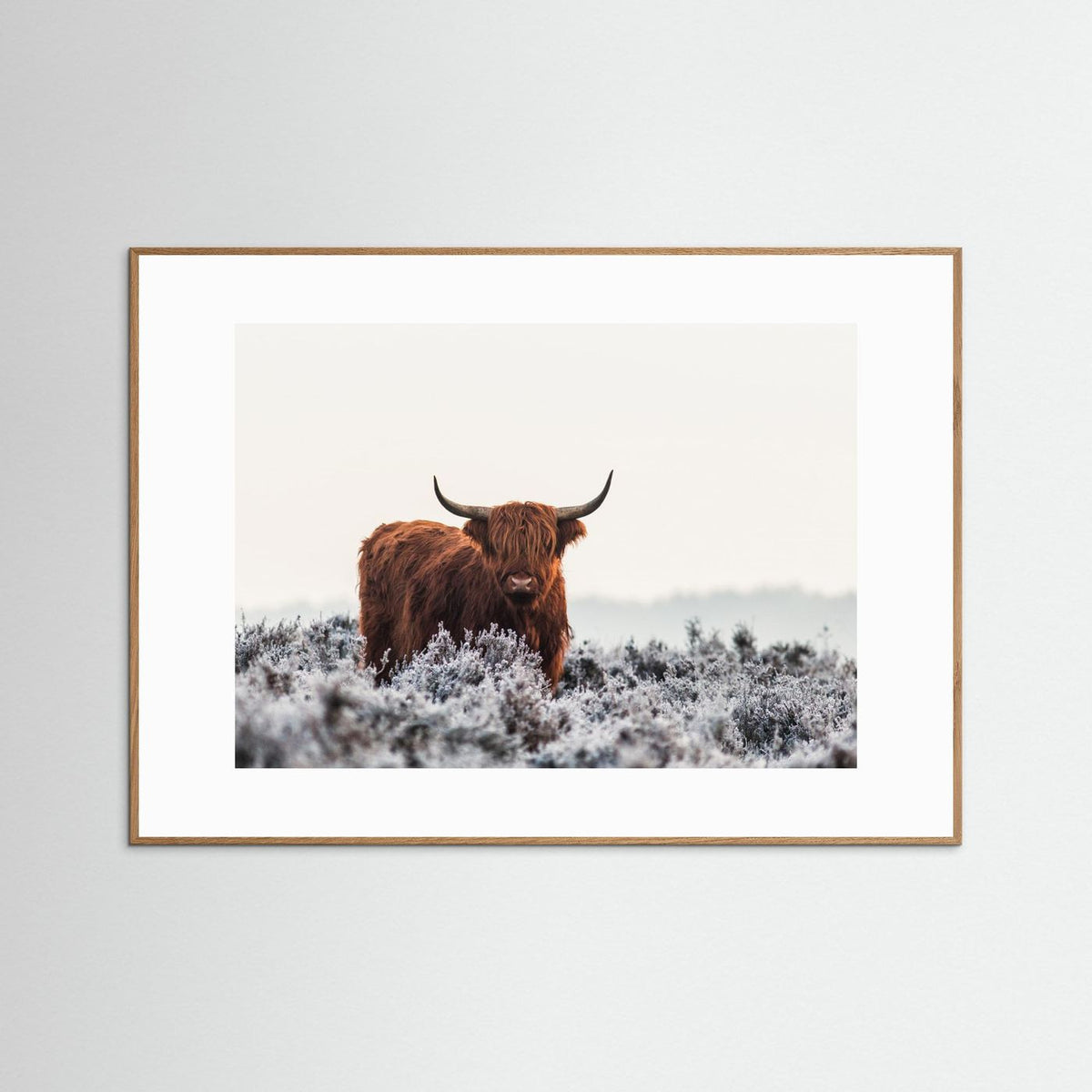 Highland cow framed fine art print