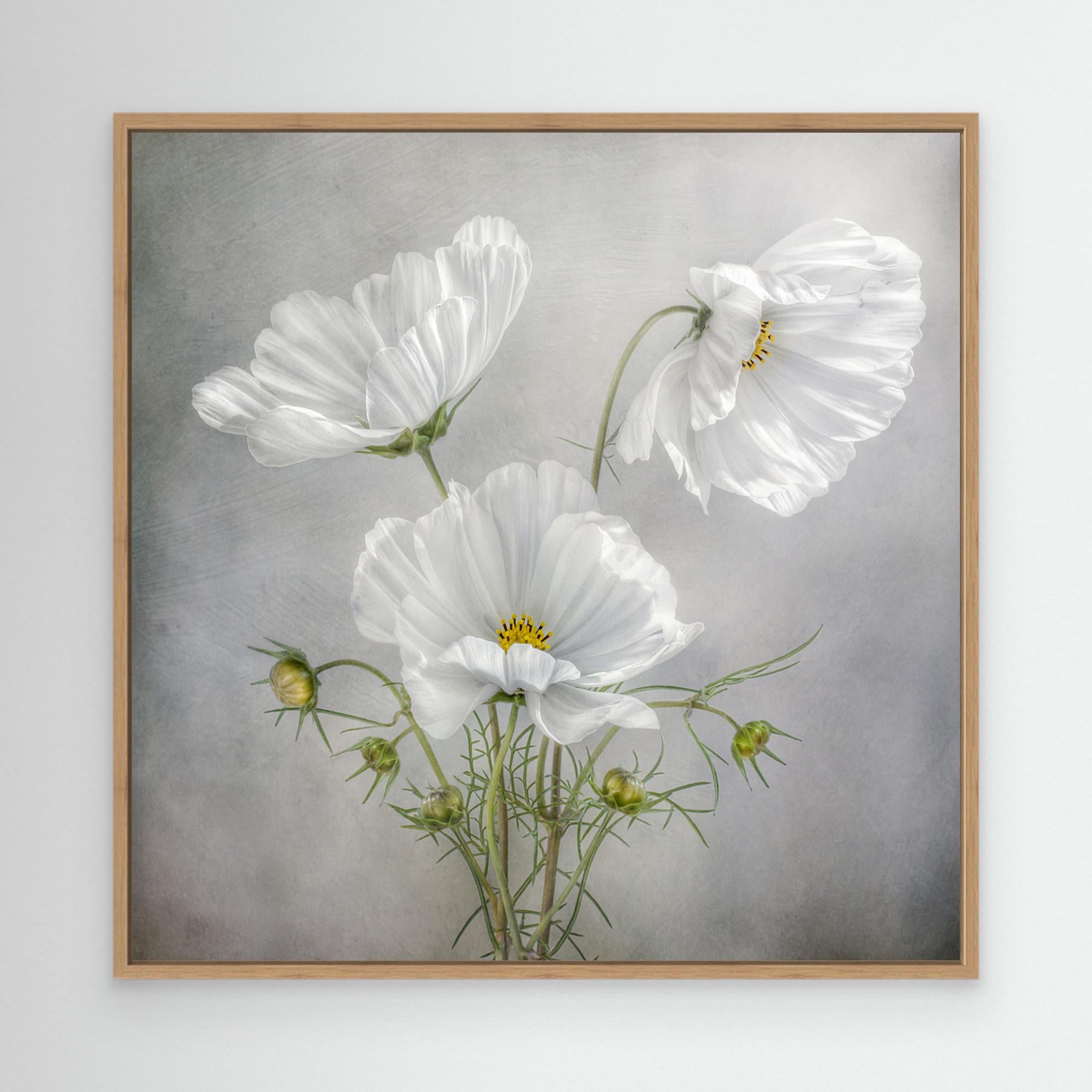 Hallway Wall Art – White Cosmos Floral Canvas Print - Framed Pop Art