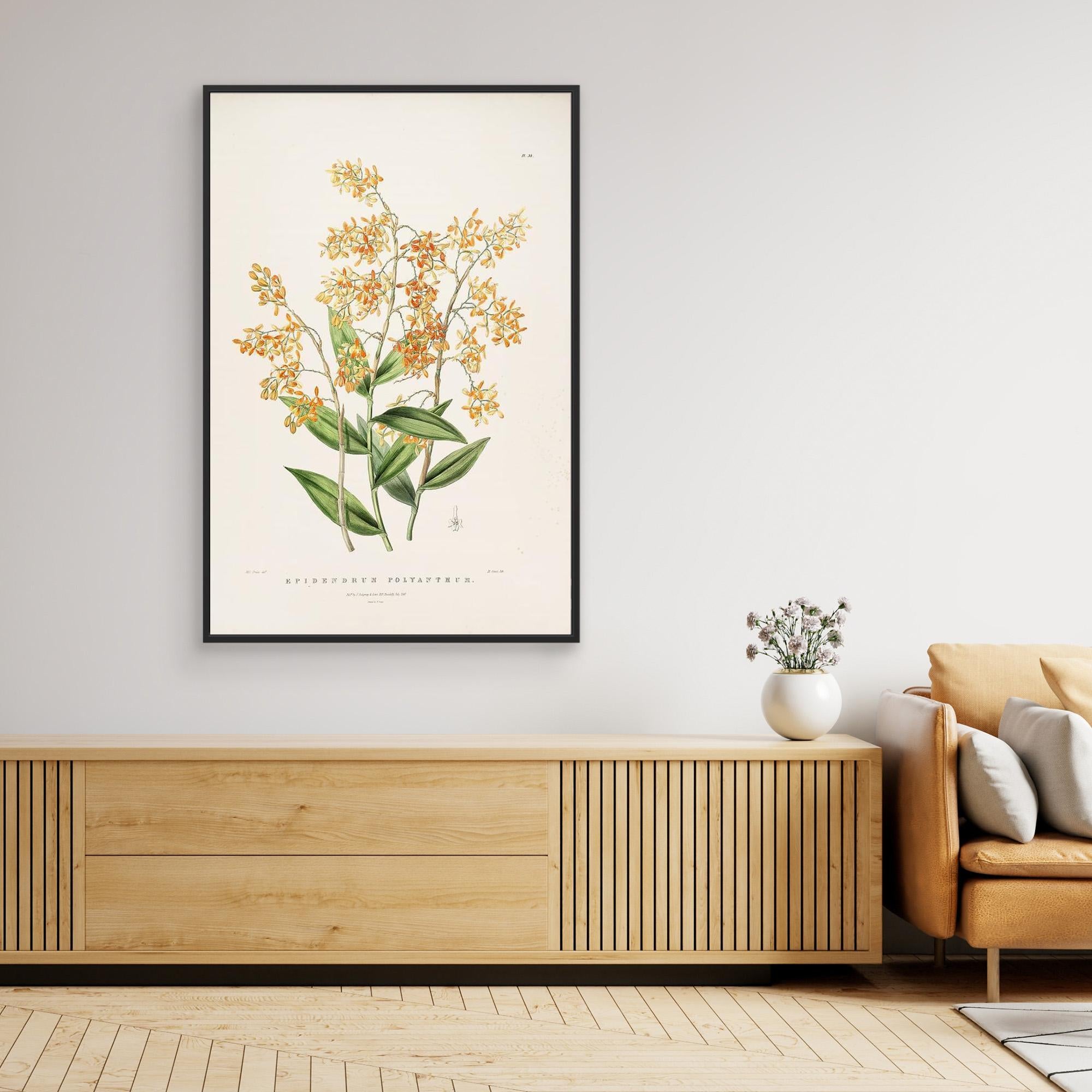 Vintage Botanical Orchid Print | Period Home Wall Art - Framed Pop Art